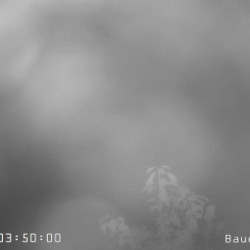 Webcam Bauernhof Priegl / Trahütten